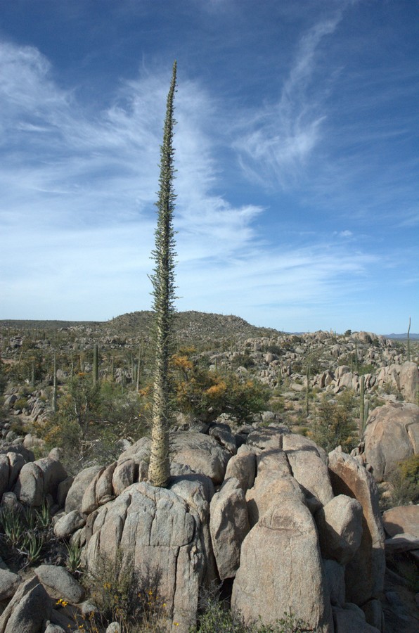 Image of Fouquieria columnaris specimen.