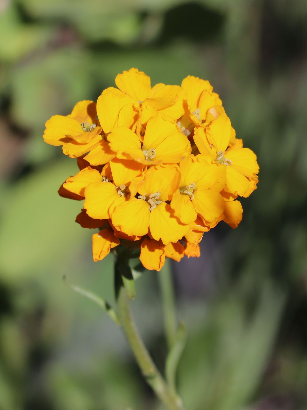 Image of Erysimum tianschanicum specimen.