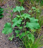 Xanthium orientale