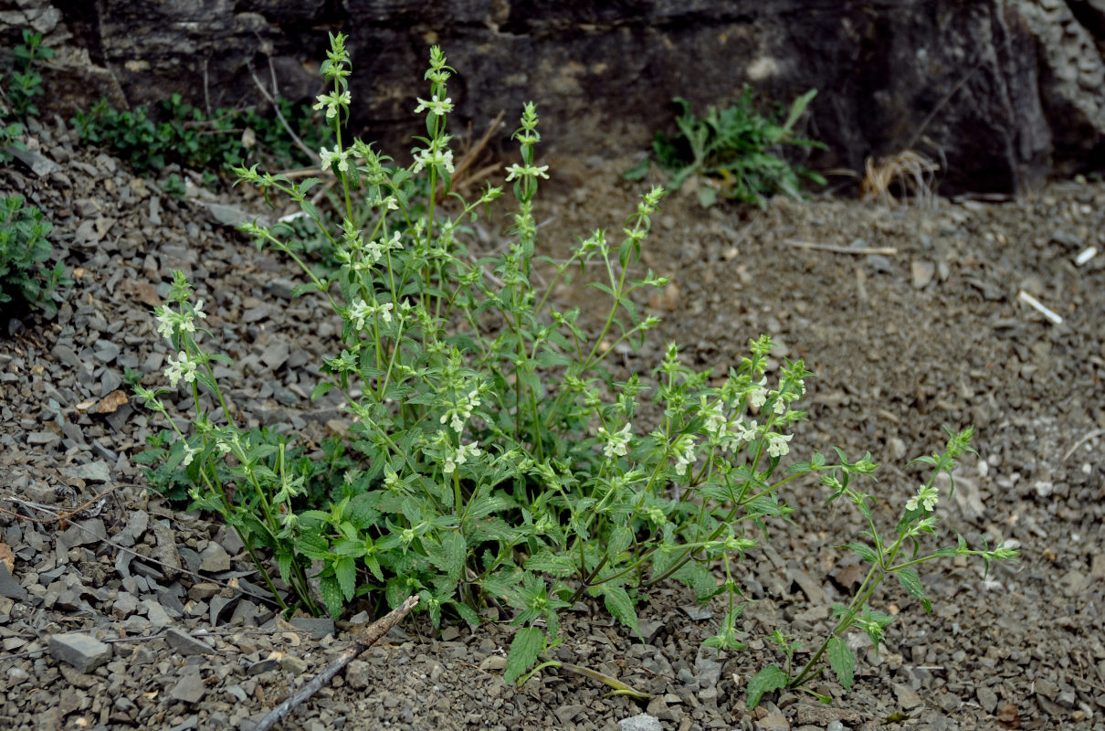 Image of Stachys pubescens specimen.