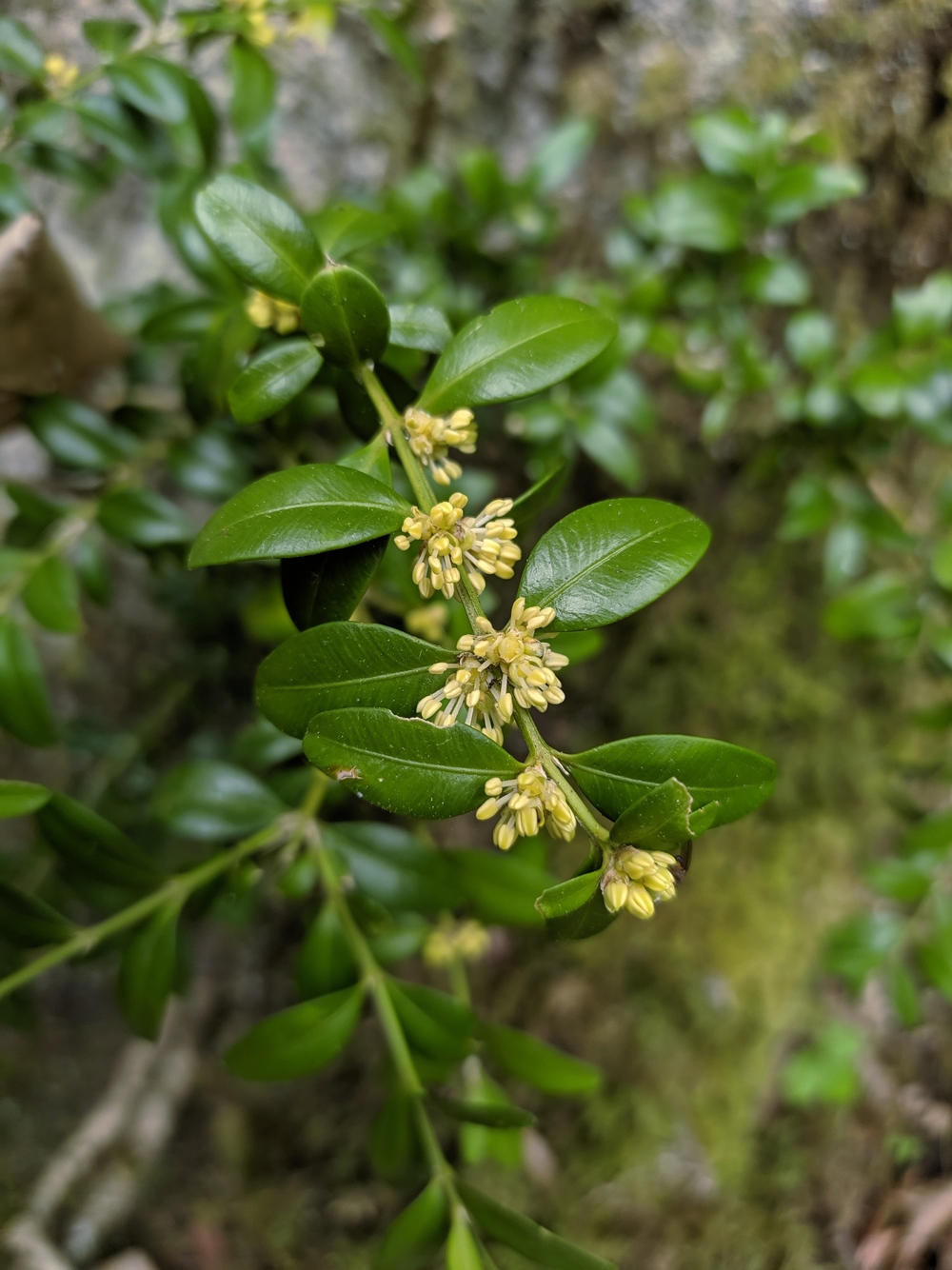 Image of Buxus colchica specimen.