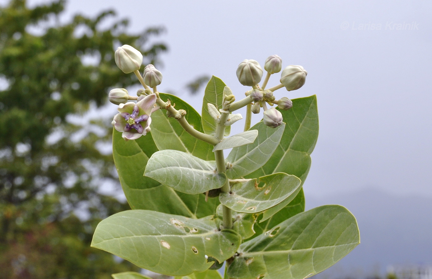 Изображение особи Calotropis gigantea.