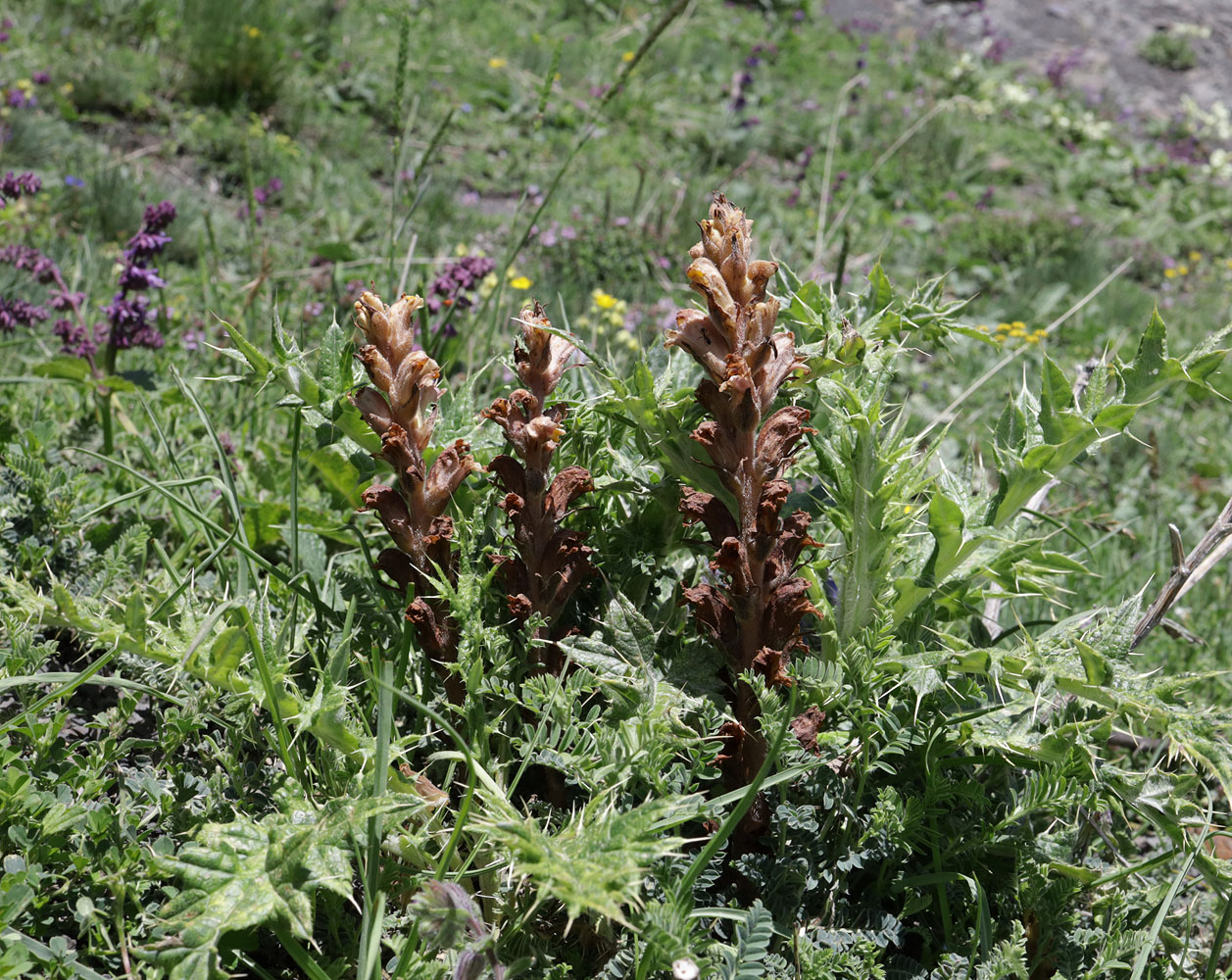 Изображение особи Orobanche dagestanica.