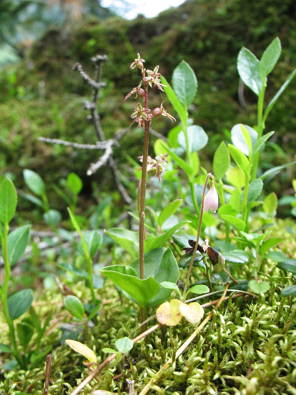 Изображение особи Listera cordata.