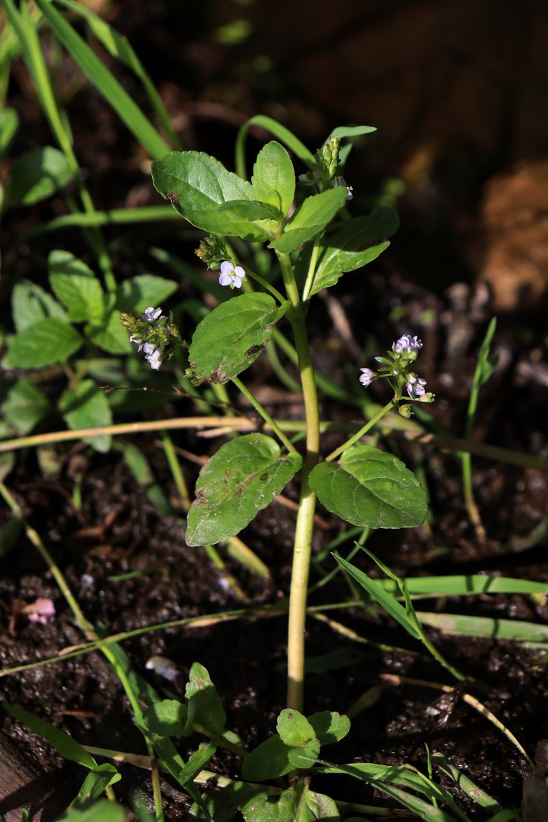 Image of Veronica beccabunga specimen.