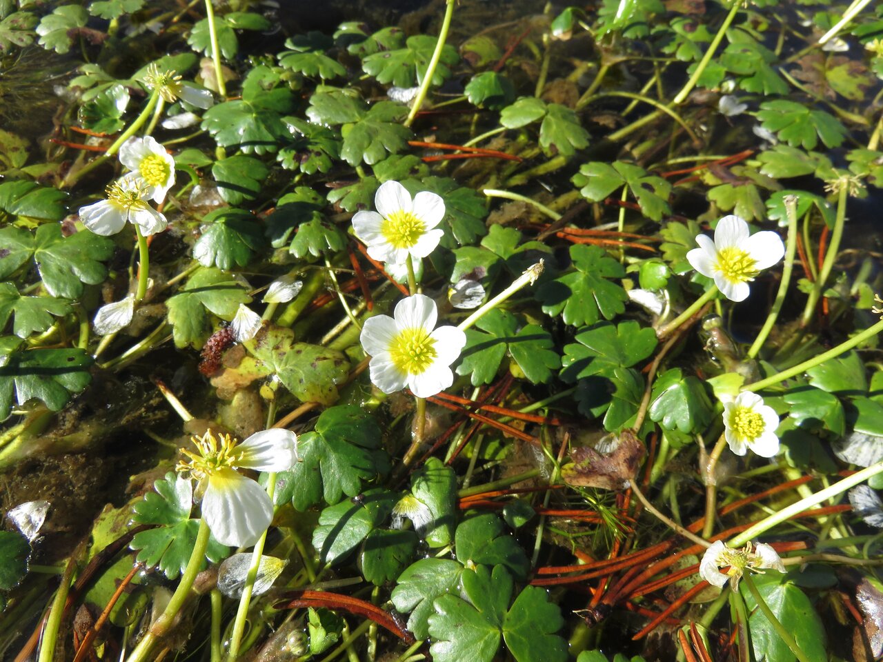 Image of Ranunculus aquatilis specimen.