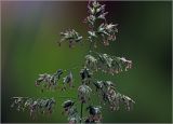 Poa angustifolia