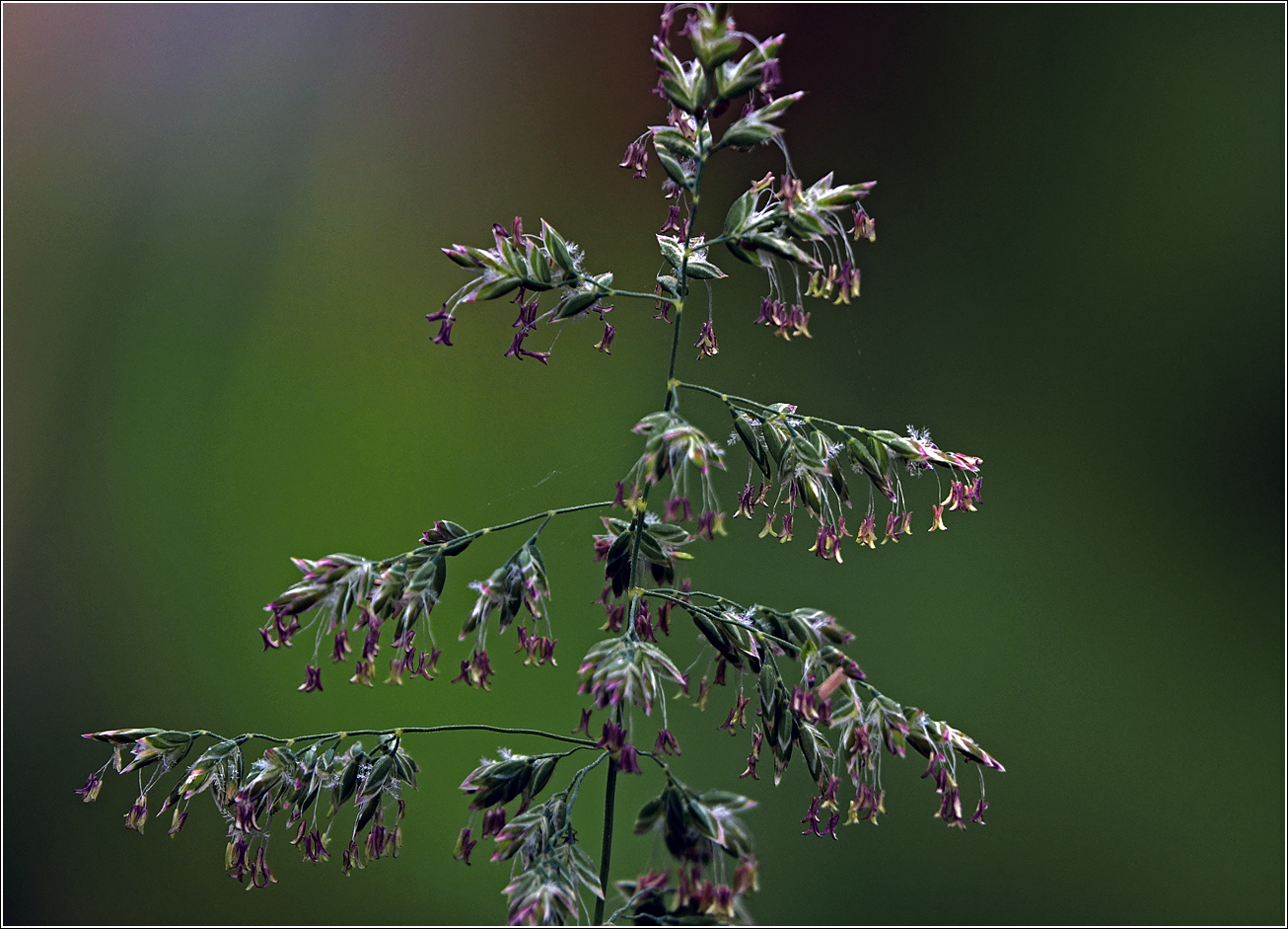 Image of Poa angustifolia specimen.