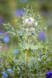 Cirsium pugnax. Верхушка растения с развивающимся соцветием. Карачаево-Черкесия, Урупский р-н, верховья притока р. Ацгара, субальпийский луг. 09.08.2024.