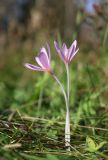 Colchicum autumnale. Цветущие растения. Ленинградская обл., Волосовский р-н, памятник природы \"Истоки реки Оредеж в ур. Донцо\", луг на известняке. 15 сентября 2024 г.