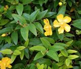 genus Hypericum. Верхушки побегов цветущего растения. Бельгия, пров. Эно, окр. Турне, г. Турне, озеленение. Август.