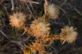 Cirsium vulgare. Соплодия. Самарская обл., Ставропольский р-н, сельское поселение Севрюкаево, окр. с. Мордово, берег протоки Кольцовская Воложка, луг. 6 сентября 2023 г.