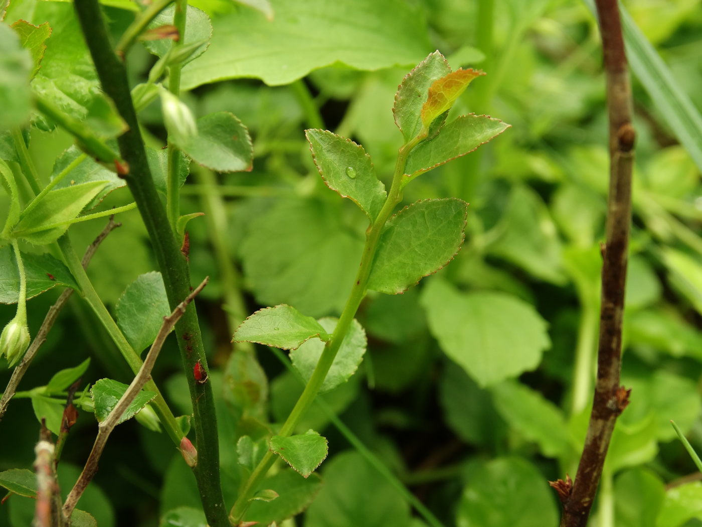 Изображение особи Vaccinium parvifolium.