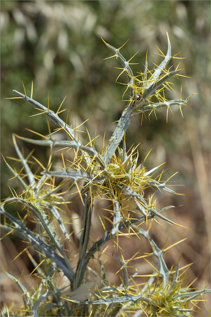 Image of Picnomon acarna specimen.