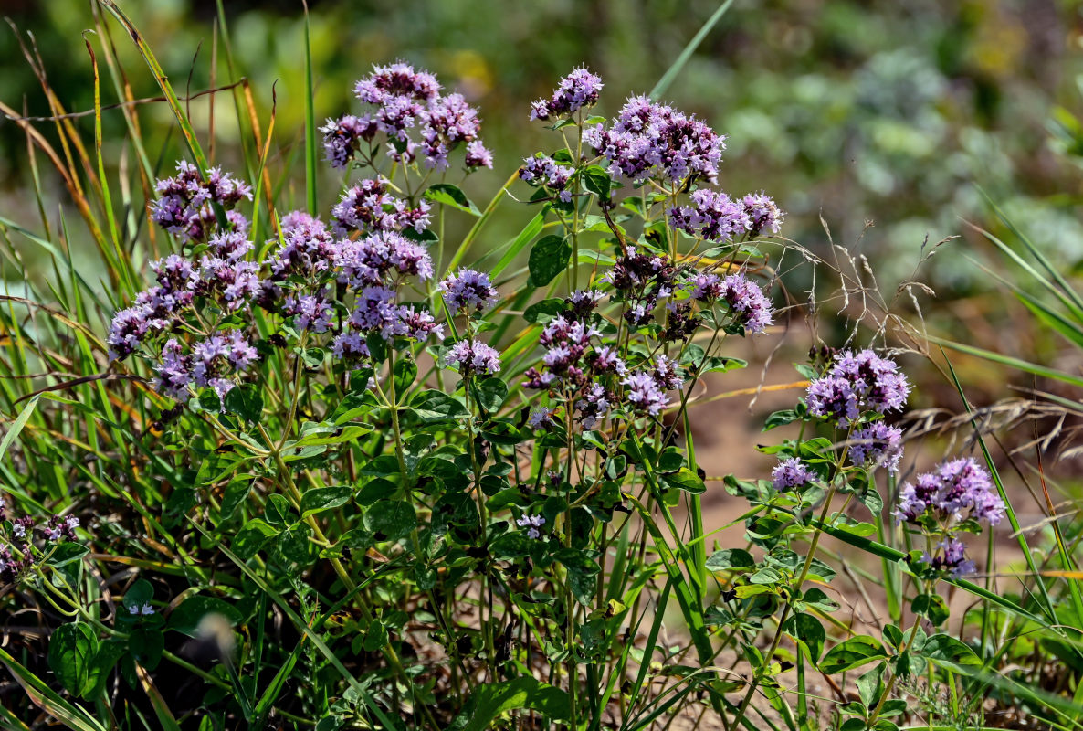 Image of Origanum vulgare specimen.