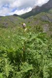 род Heracleum. Верхушка расцветающего растения. Чечня, Шаройский р-н, дорога в сторону урочища Старый дом Мухтара, луг в 50 м от окончания дороги. 27 июня 2024 г.