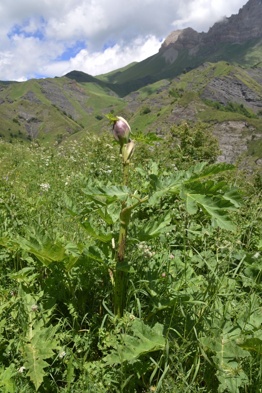 Image of genus Heracleum specimen.