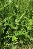 Cirsium heterophyllum. Нижняя часть цветущего растения. Ленинградская обл., Волосовский р-н, дер. Донцо, суходольный злаково-разнотравный луг на карбонатной почве. 22.06.2024.