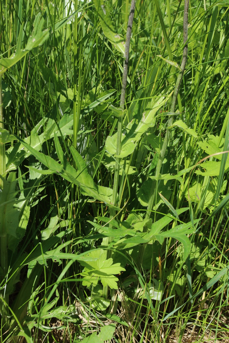 Image of Cirsium heterophyllum specimen.