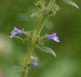 Image of taxon representative. Author is Александр Лебедев