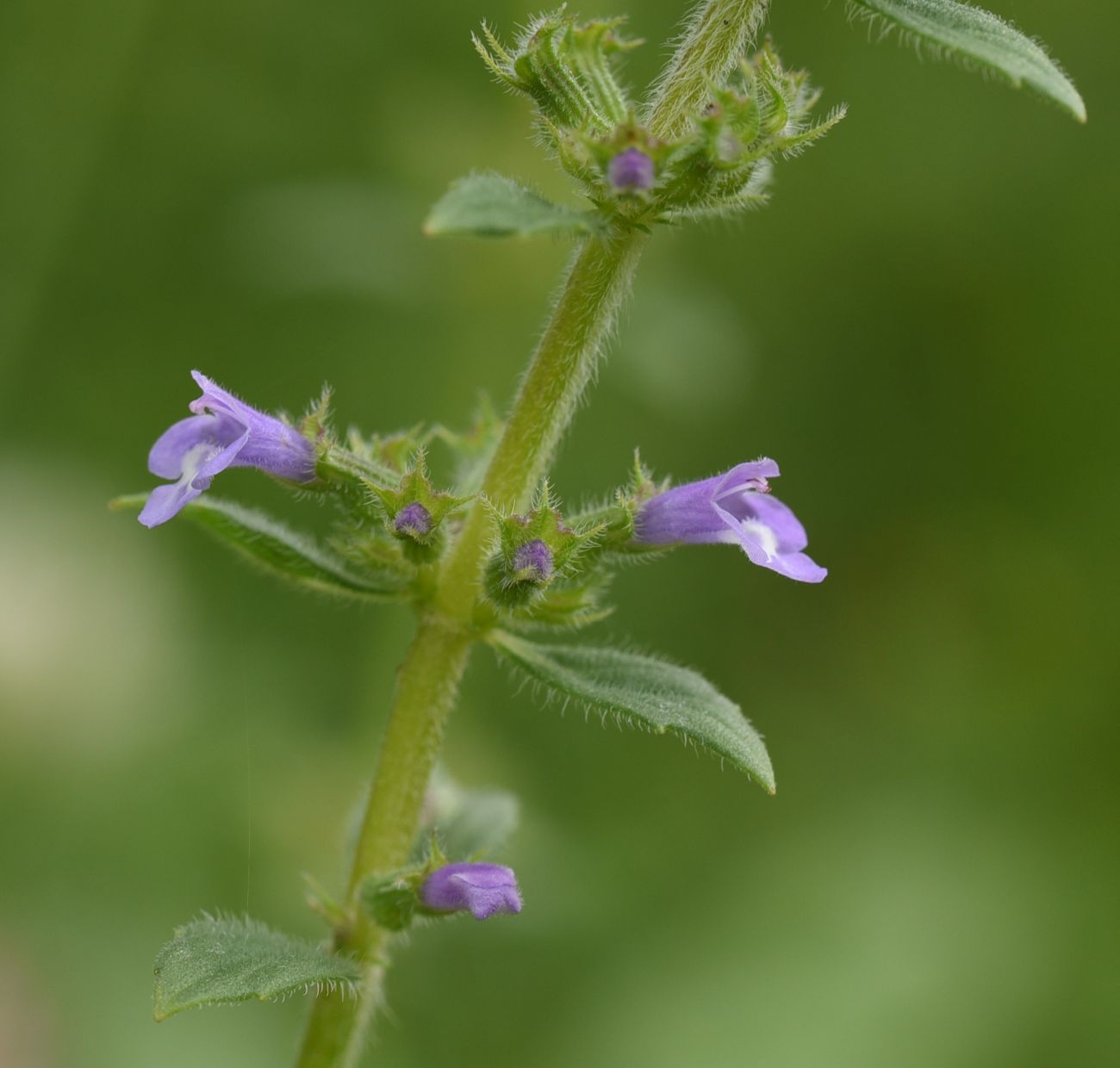 Image of Ziziphora acinos specimen.