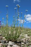 Leucanthemum ircutianum. Цветущее растение. Ленинградская обл., Волосовский р-н, окр. дер. Донцо, склон невысокого холма, замшелый злаково-разнотравный суходольный луг на карбонатной почве. 22.06.2024.