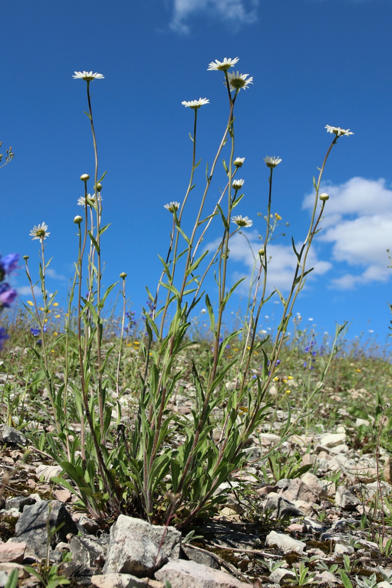 Image of Leucanthemum ircutianum specimen.