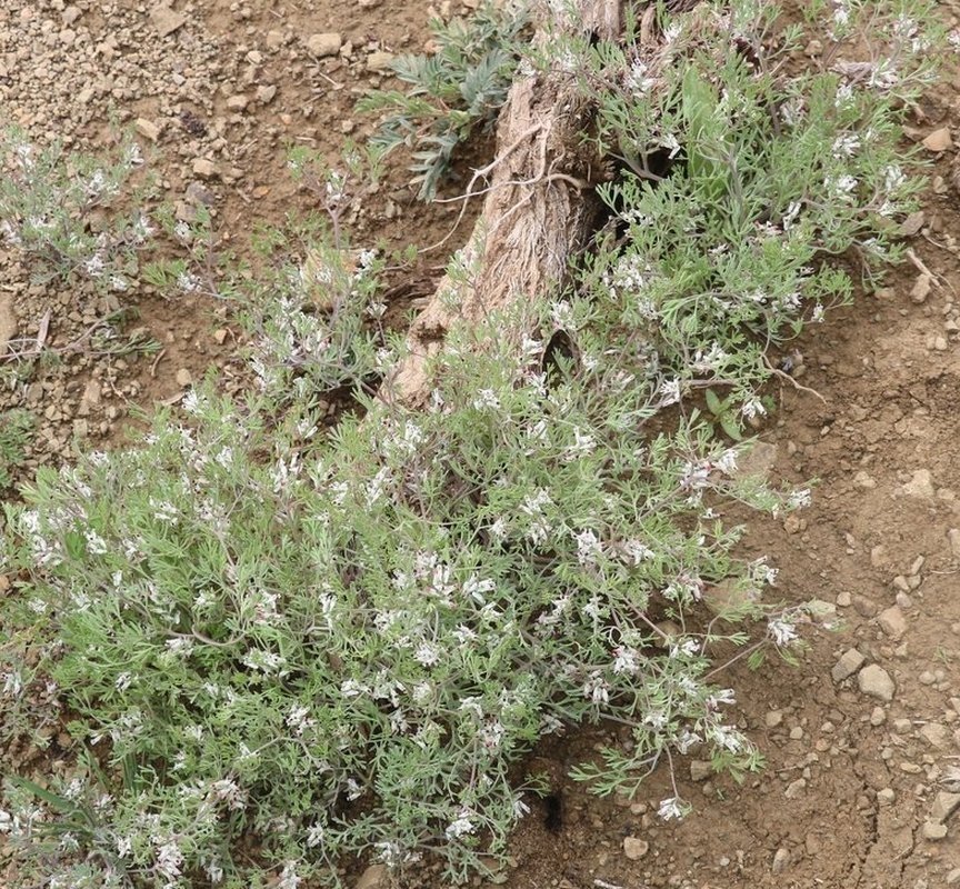 Image of Fumaria asepala specimen.