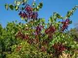 Cercis siliquastrum. Верхушка кроны плодоносящего дерева. Крым, Южный Берег, городской округ Алушта, окр. с. Нижняя Кутузовка, участок нераспаханной земли среди сельхозугодий. 02.06.2024.