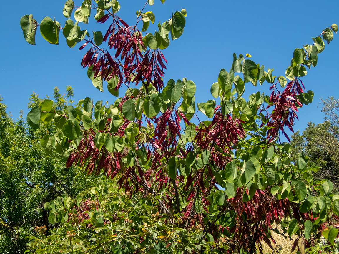 Изображение особи Cercis siliquastrum.