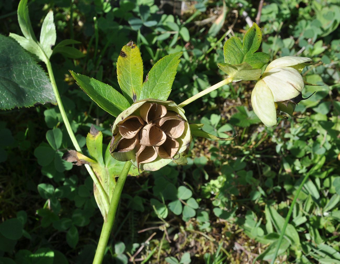 Image of genus Helleborus specimen.