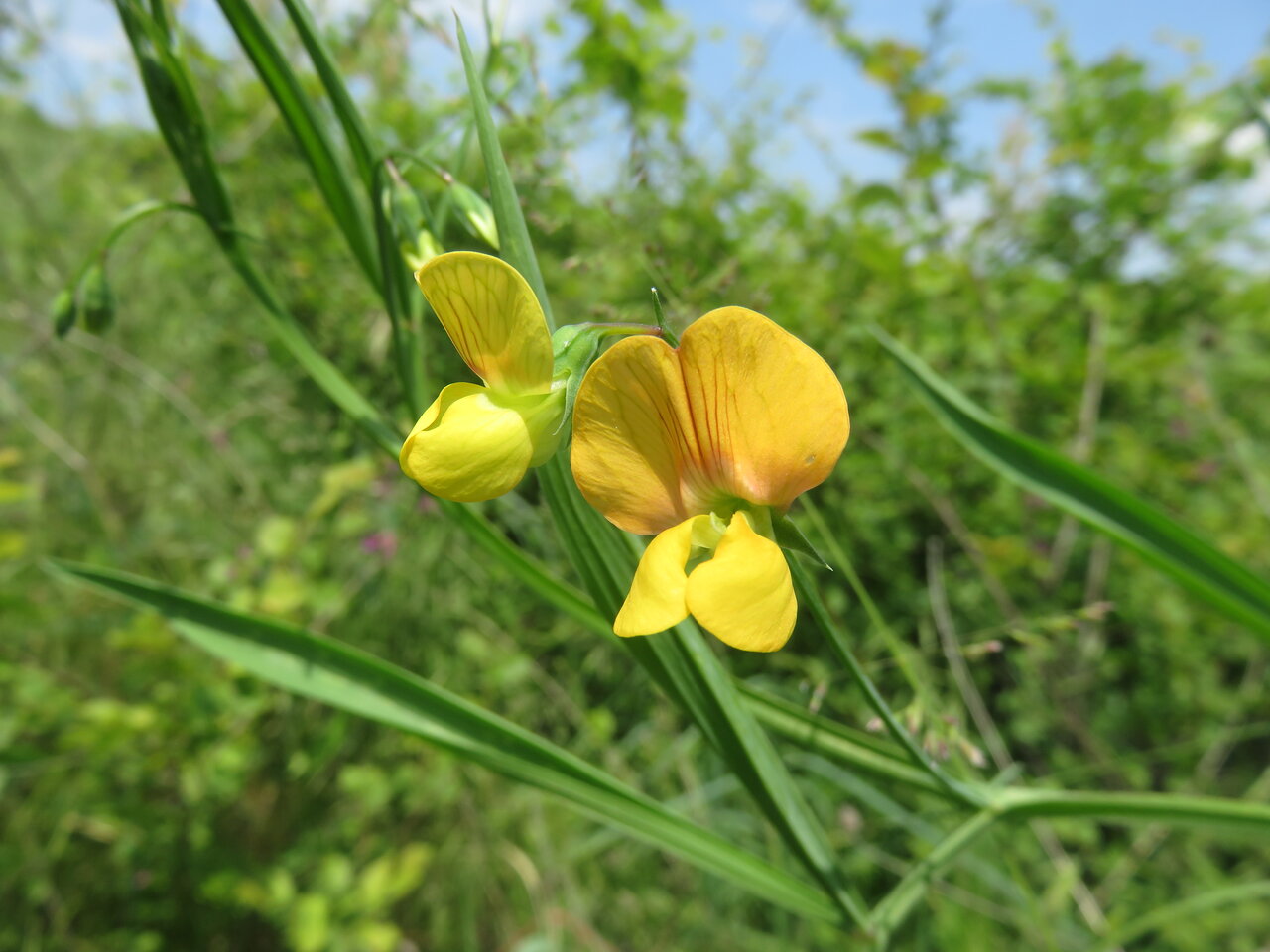 Изображение особи Lathyrus annuus.