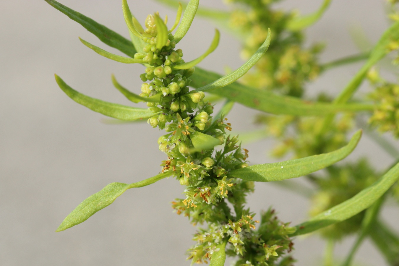 Image of Rumex maritimus specimen.