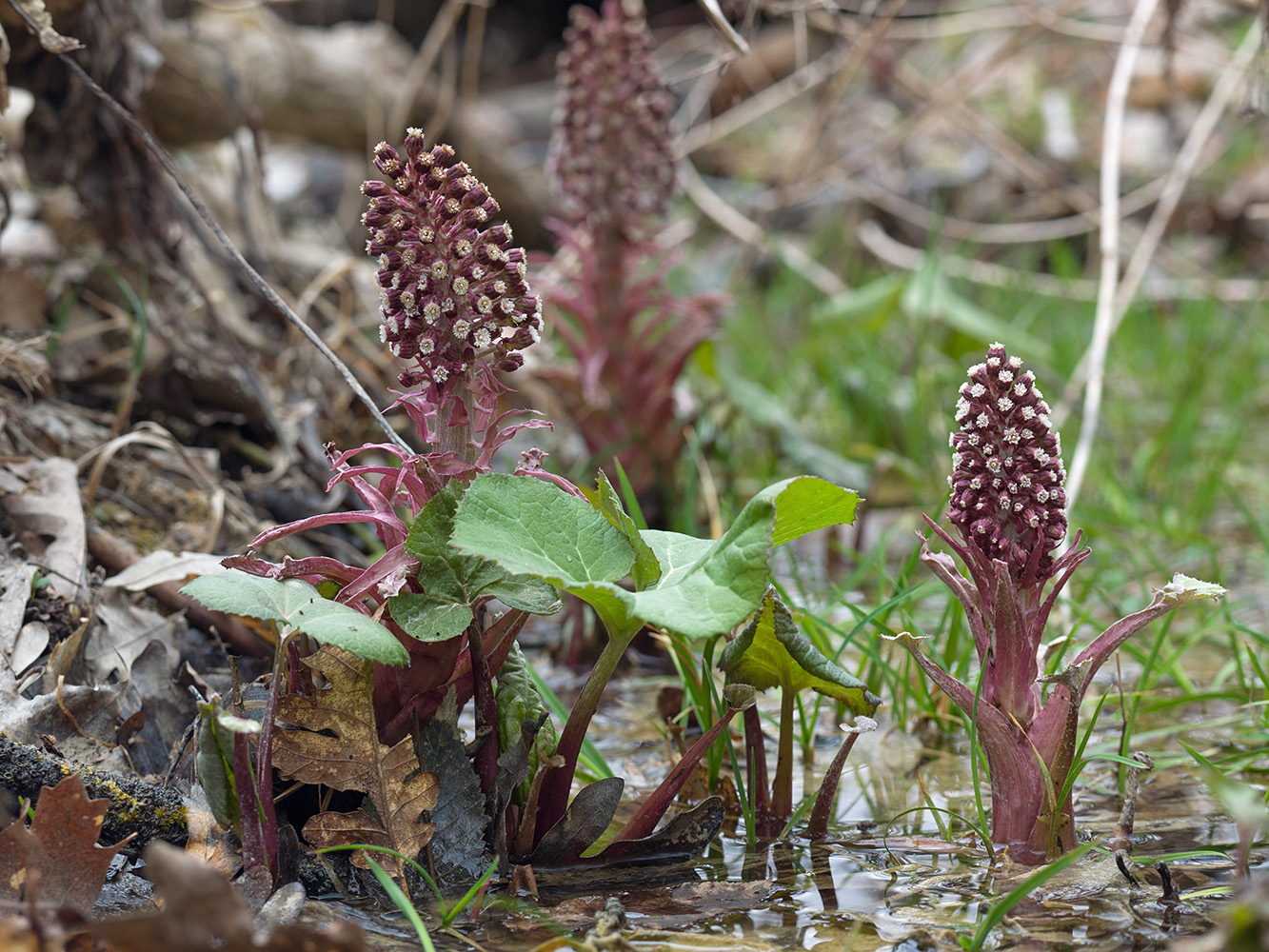 Image of Petasites hybridus specimen.