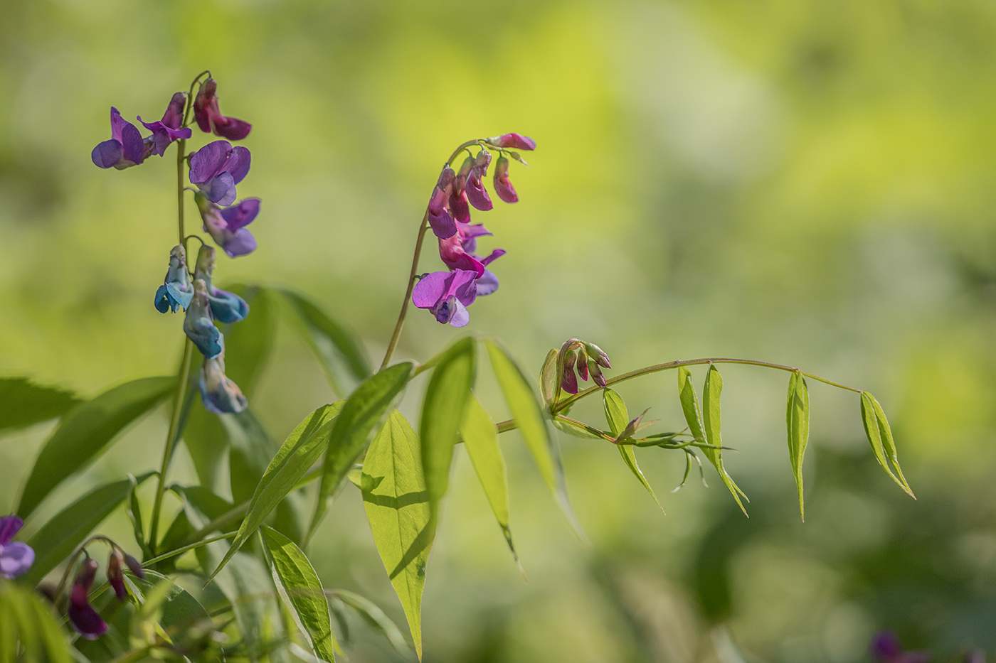 Image of Lathyrus vernus specimen.