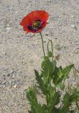 View full-size image Papaver somniferum