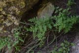 View full-size image Cystopteris fragilis