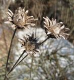 Centaurea scabiosa. Верхушка растения с прошлогодними соплодиями. Смоленская обл., Смоленский р-н, доломитовый холм в окр. пос. Каспля. 03.04.2011.