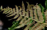 View full-size image Polystichum setiferum