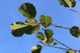 View full-size image Alnus glutinosa