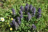 View full-size image Ajuga orientalis
