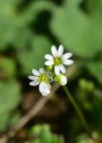 View full-size image genus Erophila