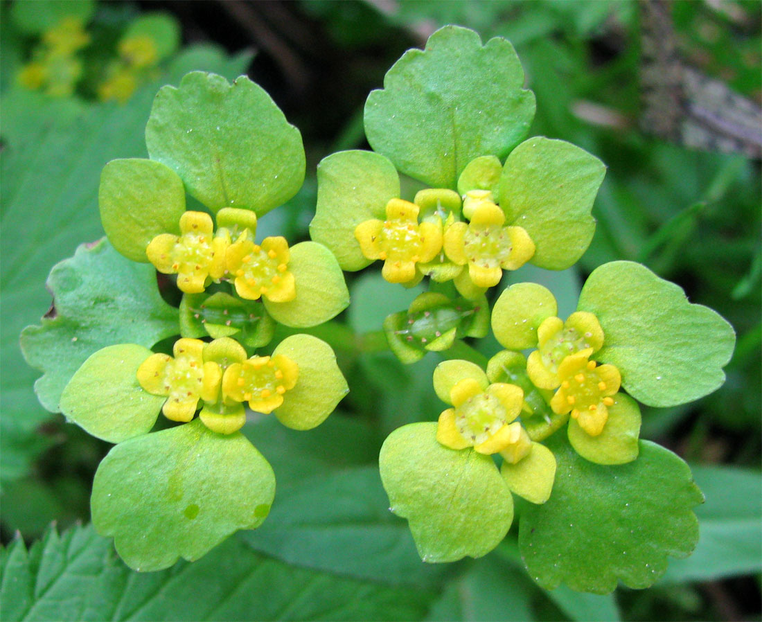 Image of Chrysosplenium alternifolium specimen.