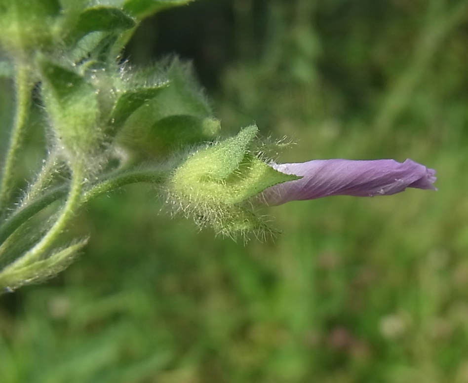 Изображение особи Malva sylvestris.