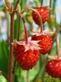 Fragaria vesca. Плоды. Смоленская обл., Смоленский р-н, окр. пос. Каспля, доломитовый холм. 13.06.2011.