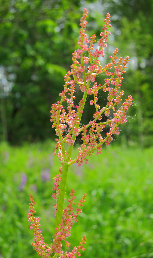 Изображение особи род Rumex.