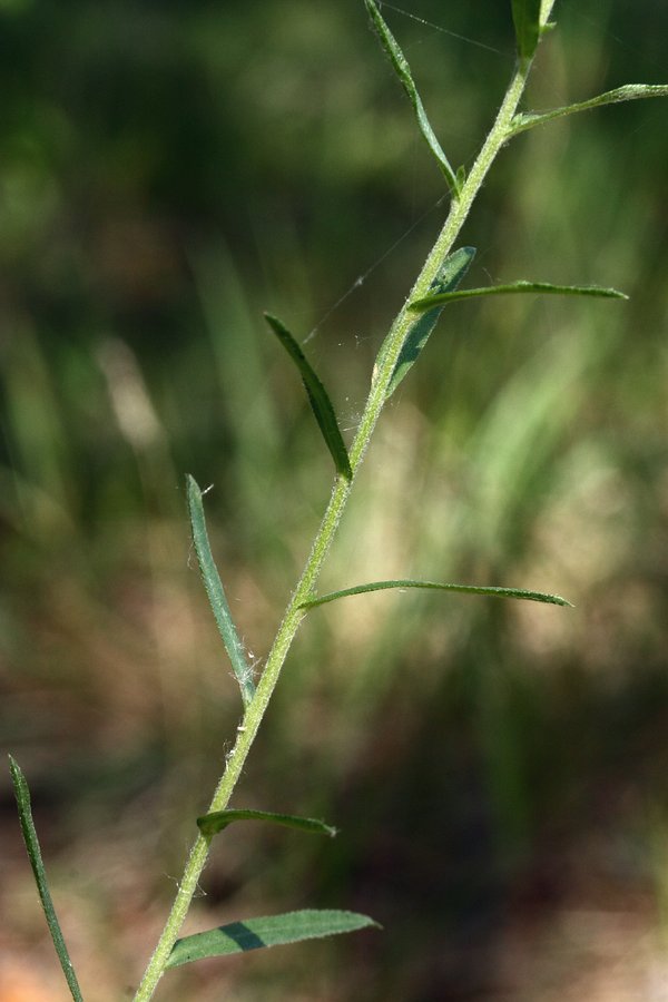 Image of Achillea cartilaginea specimen.