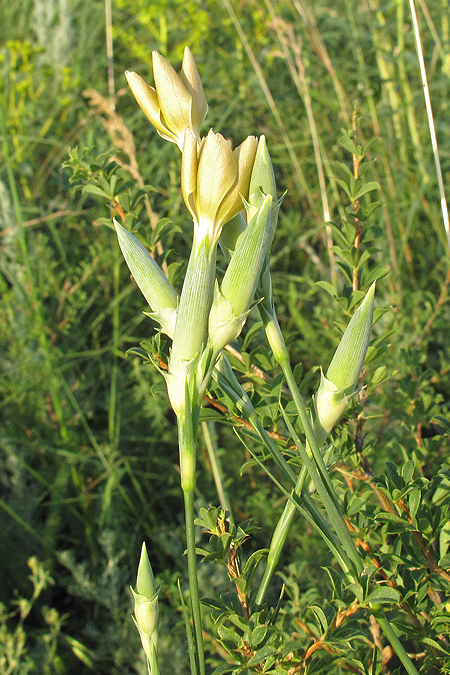 Image of Dianthus elongatus specimen.