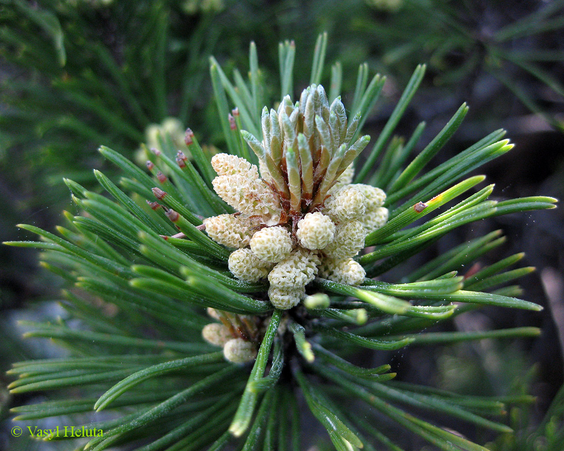 Image of Pinus mugo specimen.