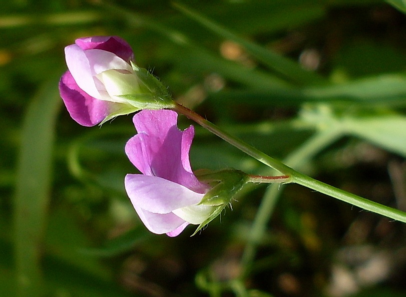 Image of Lathyrus hirsutus specimen.